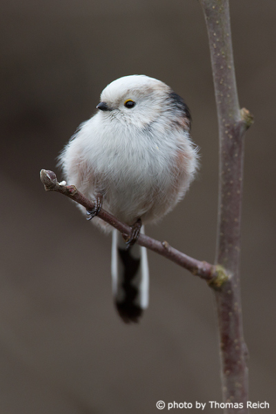 Long-tailed Tit noise
