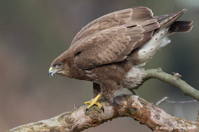 Common Buzzard ready for hunting