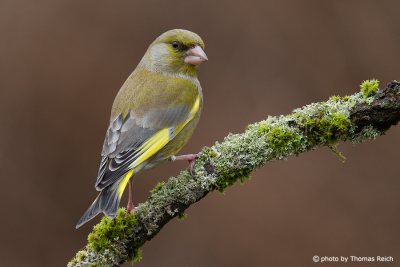 European Greenfinch in the park