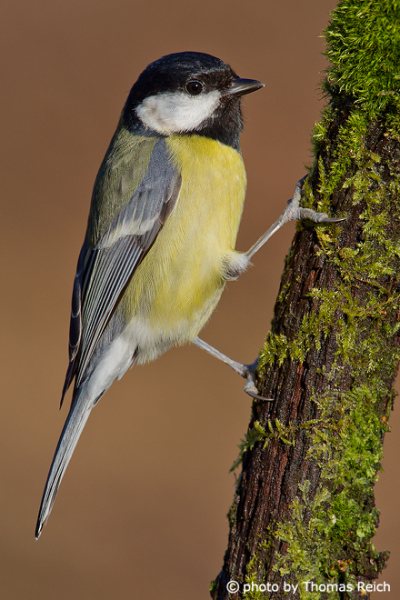 Great Tit in Germany