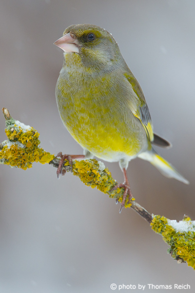 European Greenfinch sits ion snowy branch