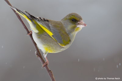 European Greenfinch with snow flakes