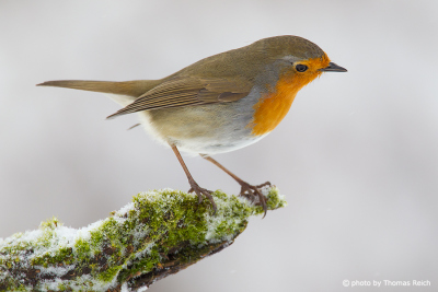 European robin in Winter