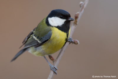 Great Tit height