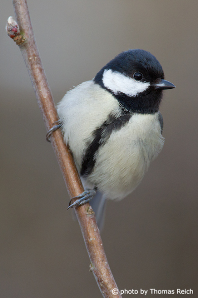 Young Great Tit fluffed up