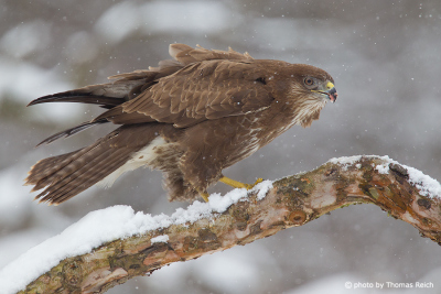 Common Buzzard sits on snowy branch