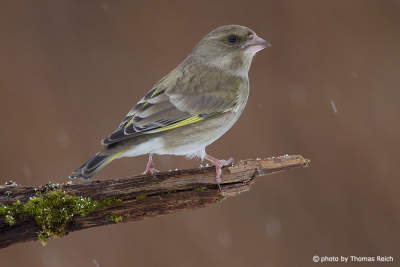 European Greenfinch with snow