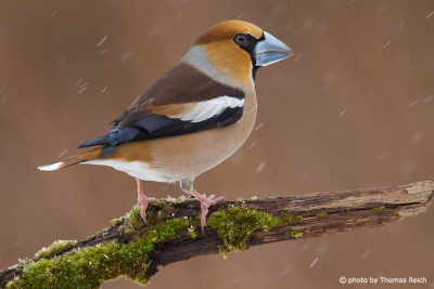 Hawfinch with snowflakes