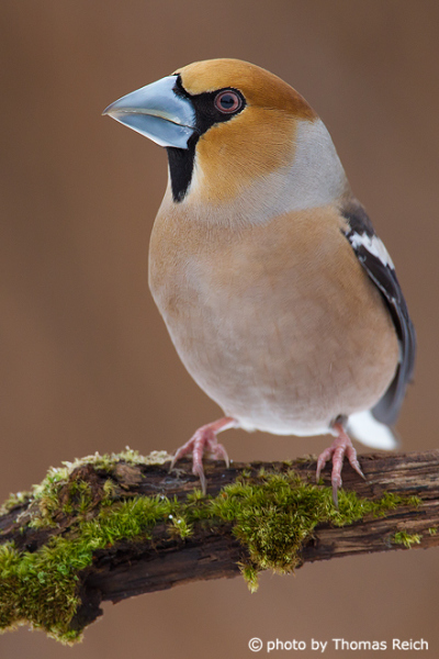 Hawfinch strong conical bill