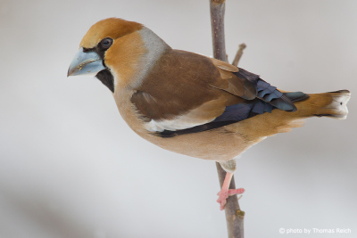 Hawfinch close up