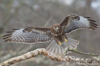 Common Buzzard wingspan