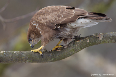 Common Buzzard looking for food