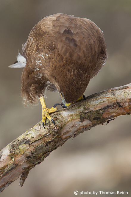 Common Buzzard cleans claws