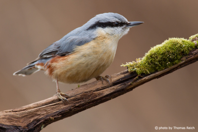Eurasian Nuthatch sits on branch