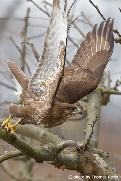 Common Buzzard starts flight from tree