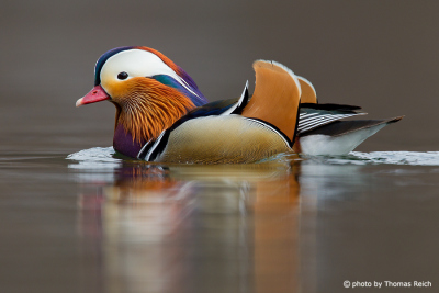 Mandarin Duck appearance