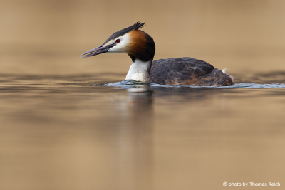 Great Crested Grebe swimmer and diver