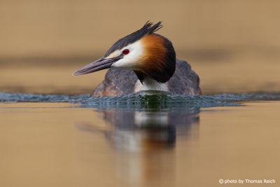 Great Crested Grebe Song