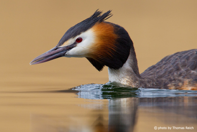 Great Crested Grebe starts to dive