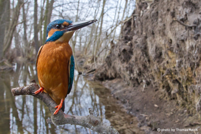 River Kingfisher male at breeding site