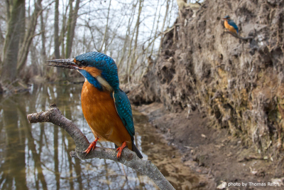 Kingfisher couple sitting in front of the breeding wall