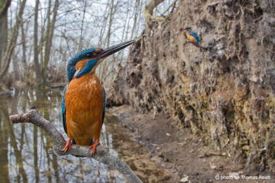 Kingfisher bird breeding place stream bank