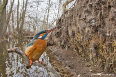 Common Kingfisher root place cave