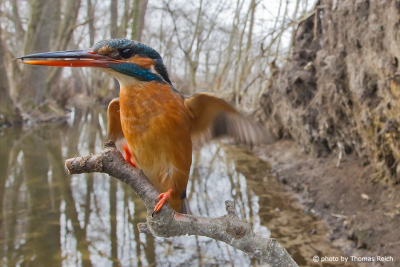 Kingfisher bird female lands at breeding site
