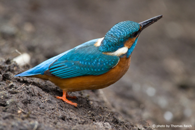 Common Kingfisher on the ground
