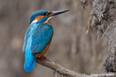 Kingfisher bird in front of earth wall