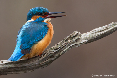 Common Kingfisher bird sounds