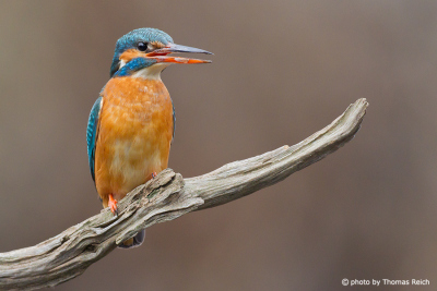 Vocals Common Kingfisher female