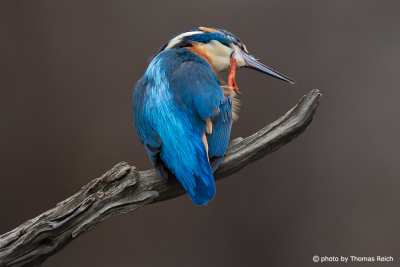 Common Kingfisher cleans itself with claws