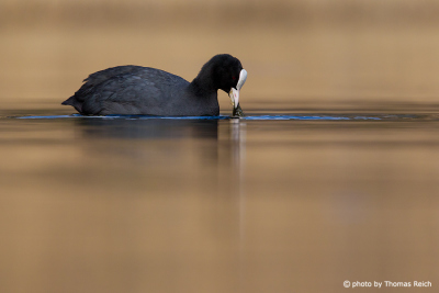 Eurasian Coot searchs for food