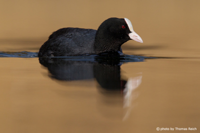 Eurasian Coot from the front