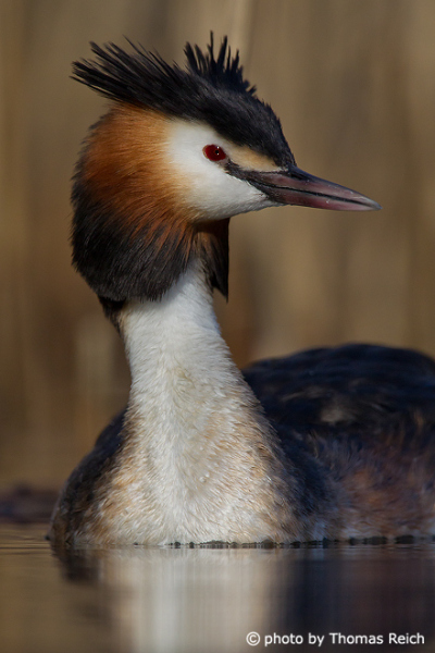 Great crested grebe floats on water