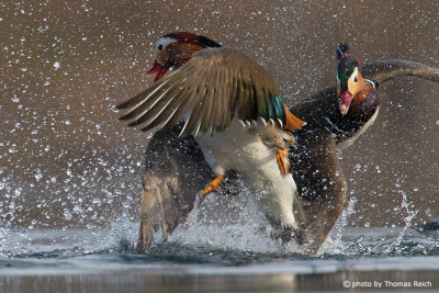 Mandarin Duck males fighting