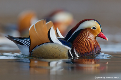 Mandarin Duck plumage and feathers