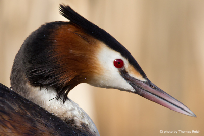 Great Crested Grebe a water bird