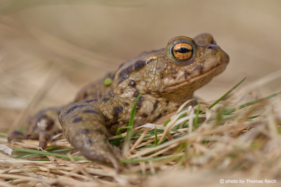Common Toad sitting in gras