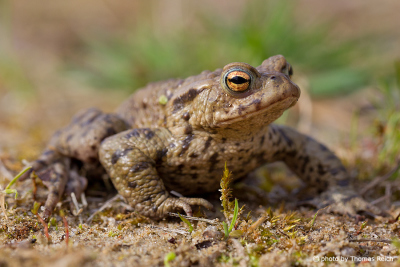 Common Toad glands