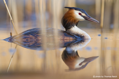 Great Crested Grebe reflected in the water