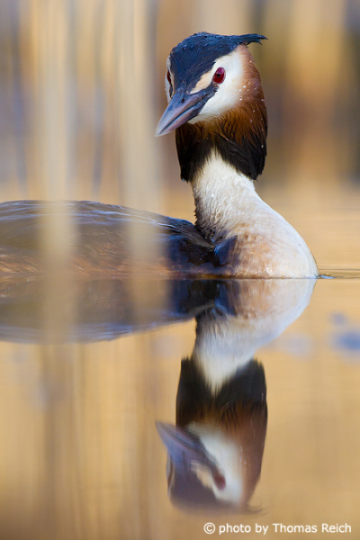 Great Crested Grebe reflected on water surface