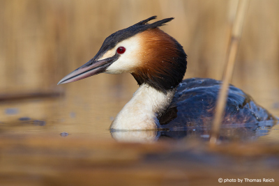 Great Crested Grebe red eyes
