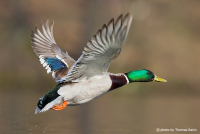 Male Mallard duck in flight