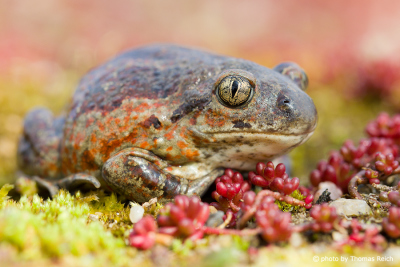 Common Spadefoot toad appearance