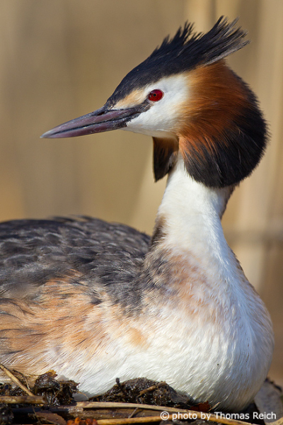 Lifespan of Great Crested Grebe