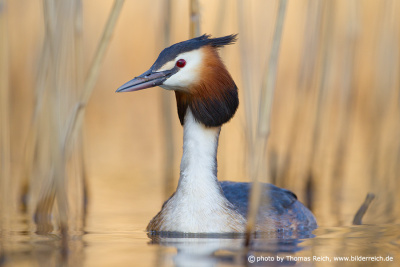 Great Crested Grebe swimming in the reeds