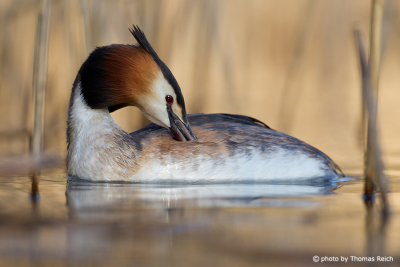 Great Crested Grebe cleaning plumage