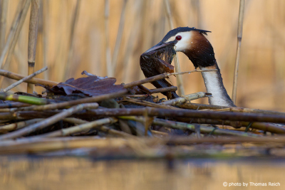 Great Crested Grebe nest building with plants